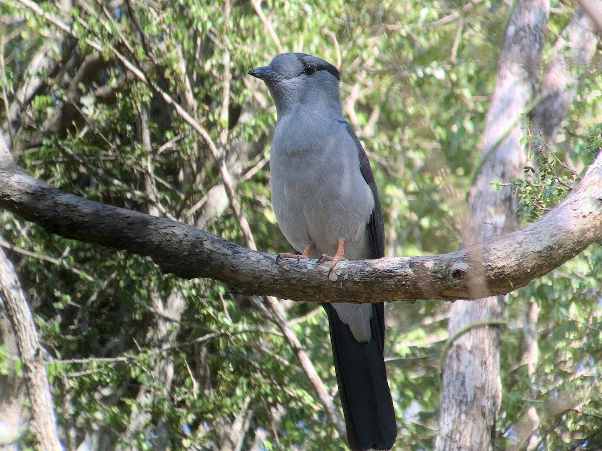 Cuckoo-roller - ML626751508