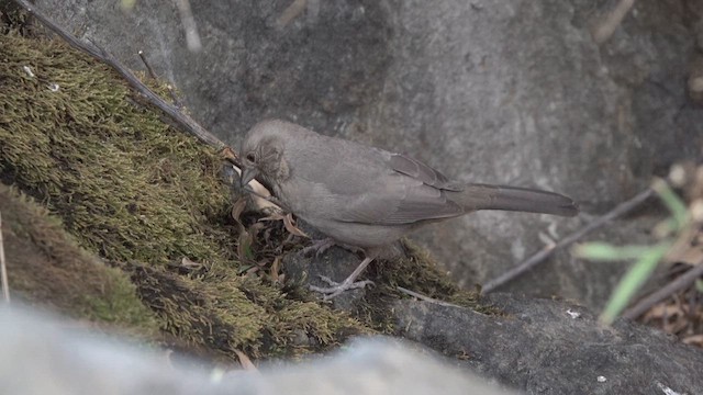 Canyon Towhee - ML626751589