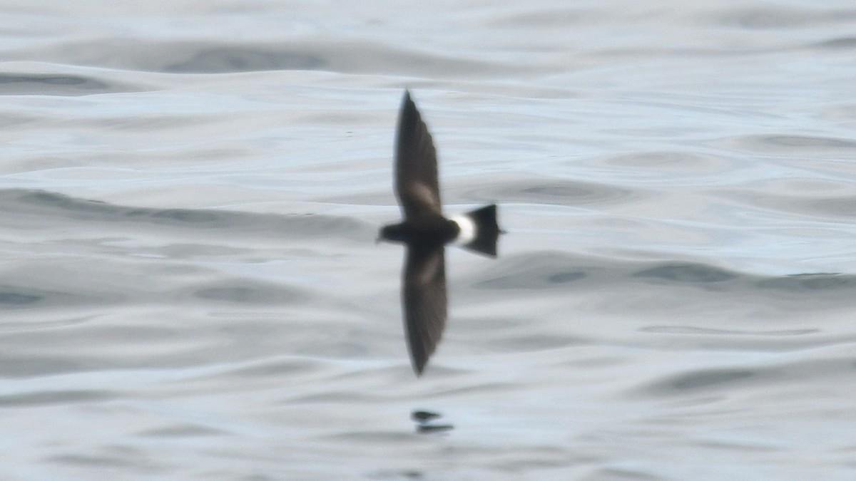 ub. stormsvale (Oceanitidae/Hydrobatidae sp.) - ML626751699