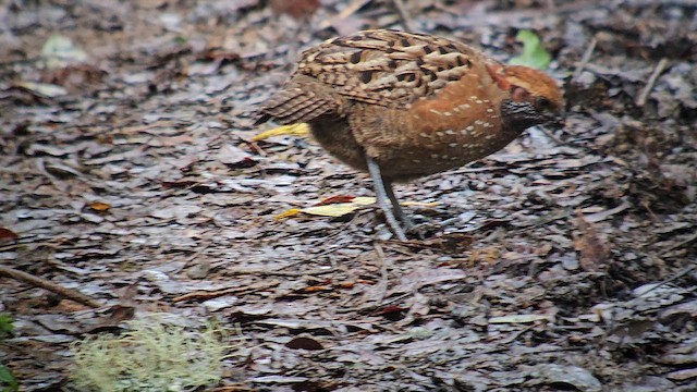 Spotted Wood-Quail - ML626751708