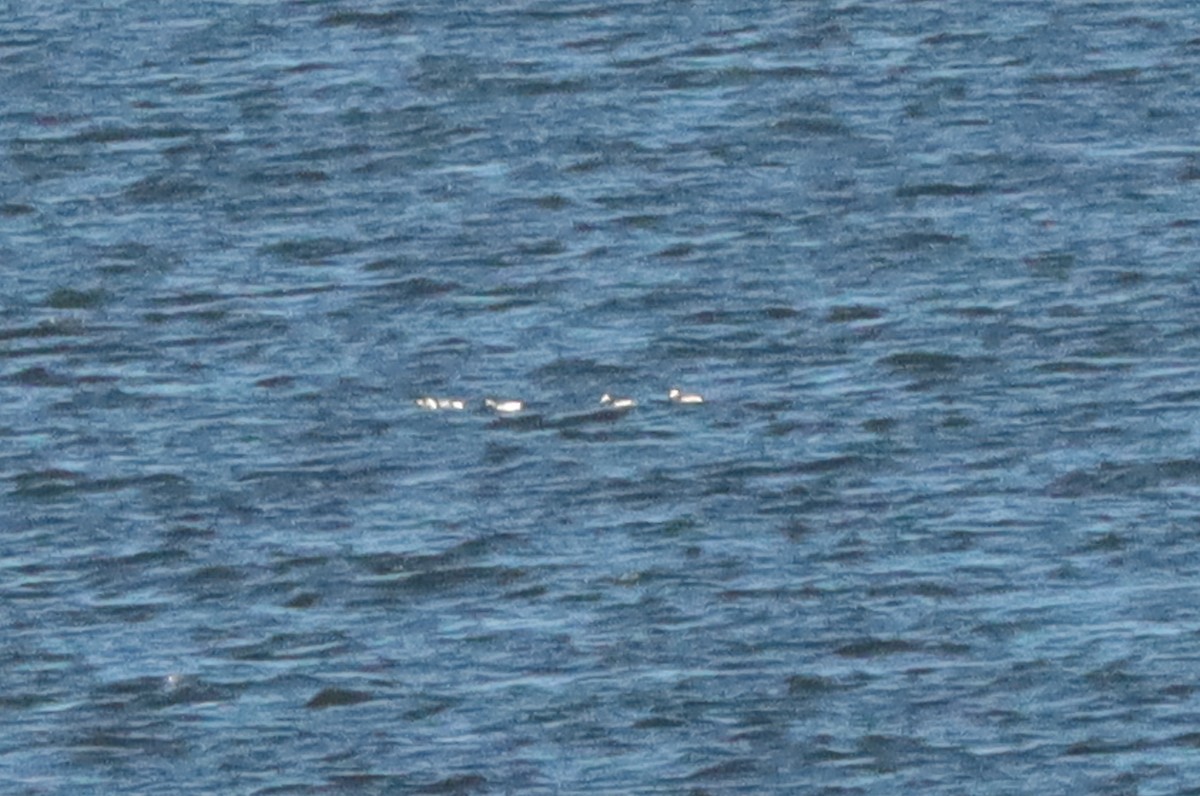 Long-tailed Duck - ML626751771