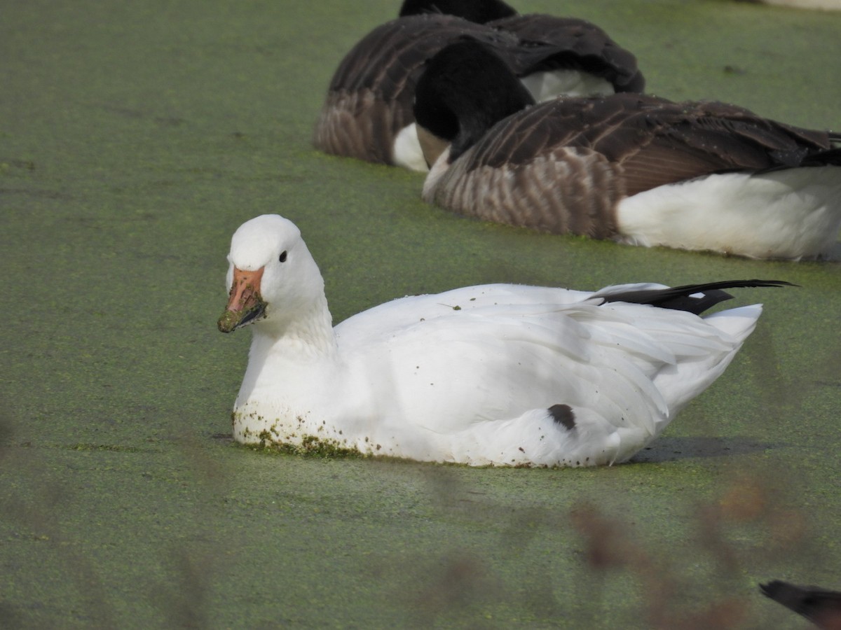 Snow Goose - ML626751965