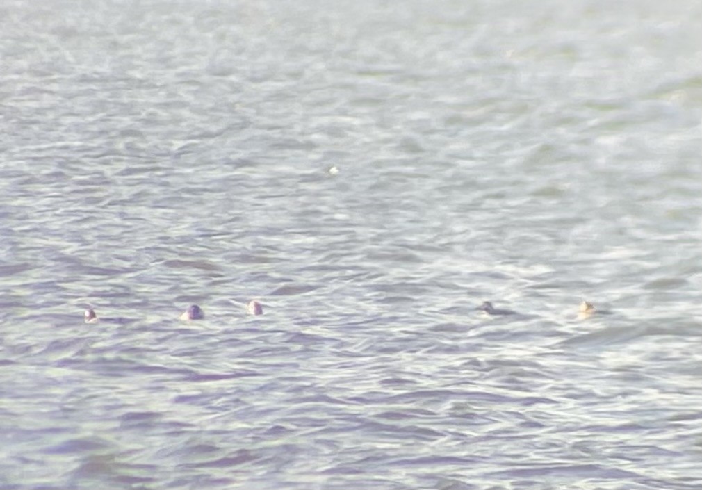 Long-tailed Duck - ML626752005