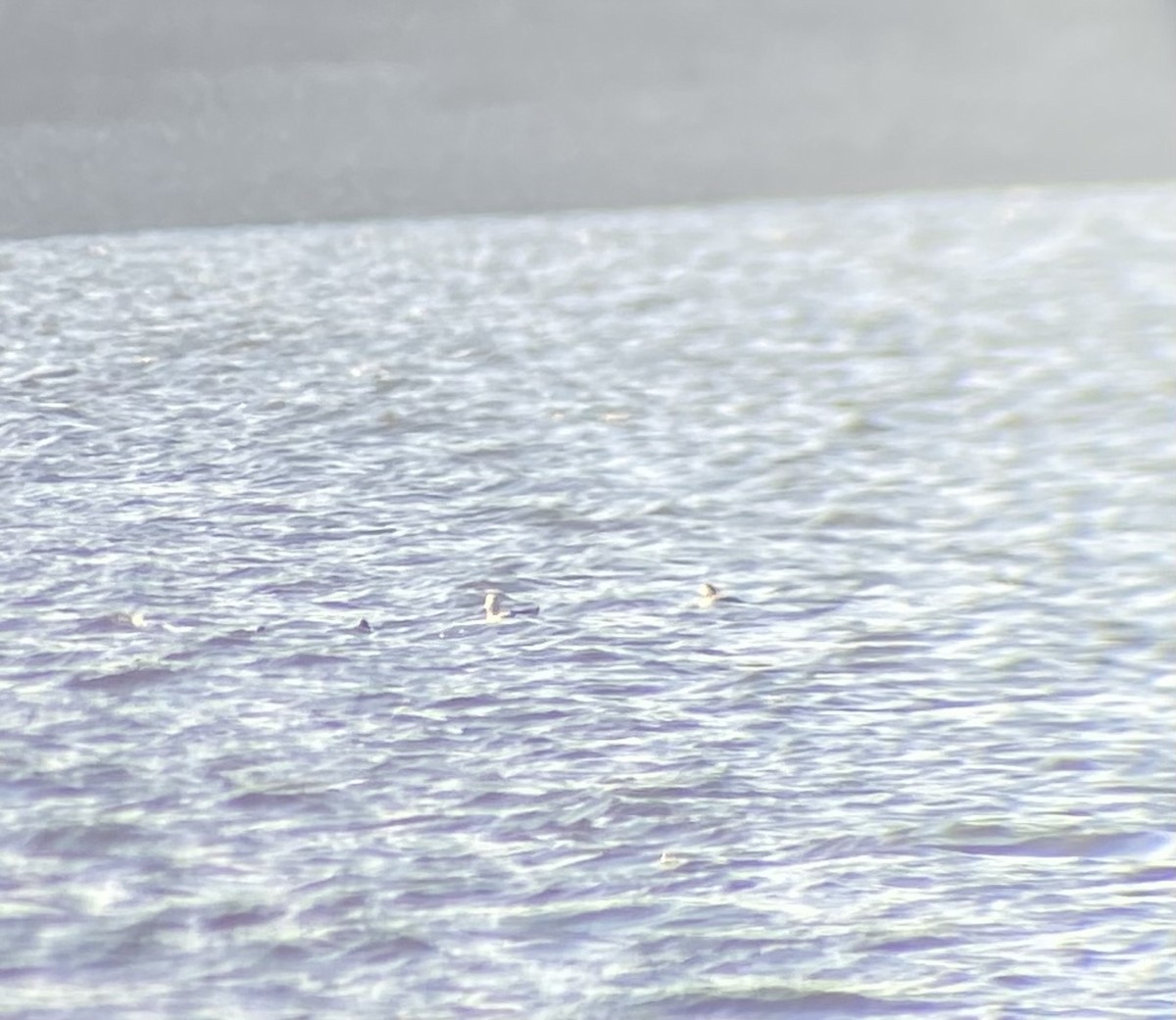 Long-tailed Duck - ML626752006