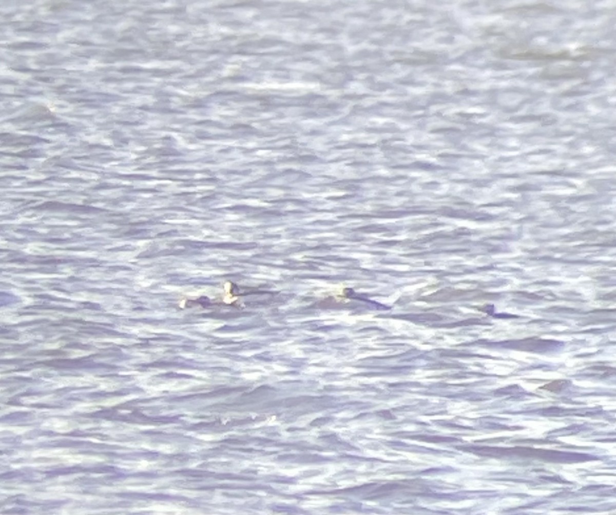 Long-tailed Duck - ML626752008