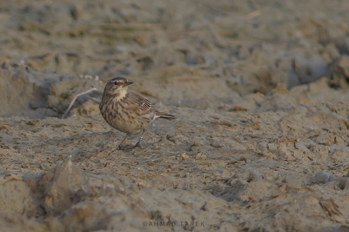 Spioncello - ML626752147