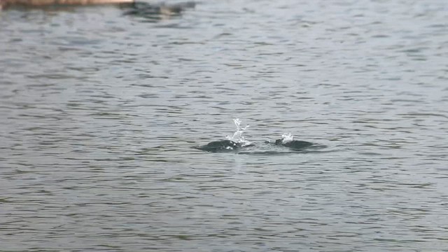 potápka černokrká - ML626752258