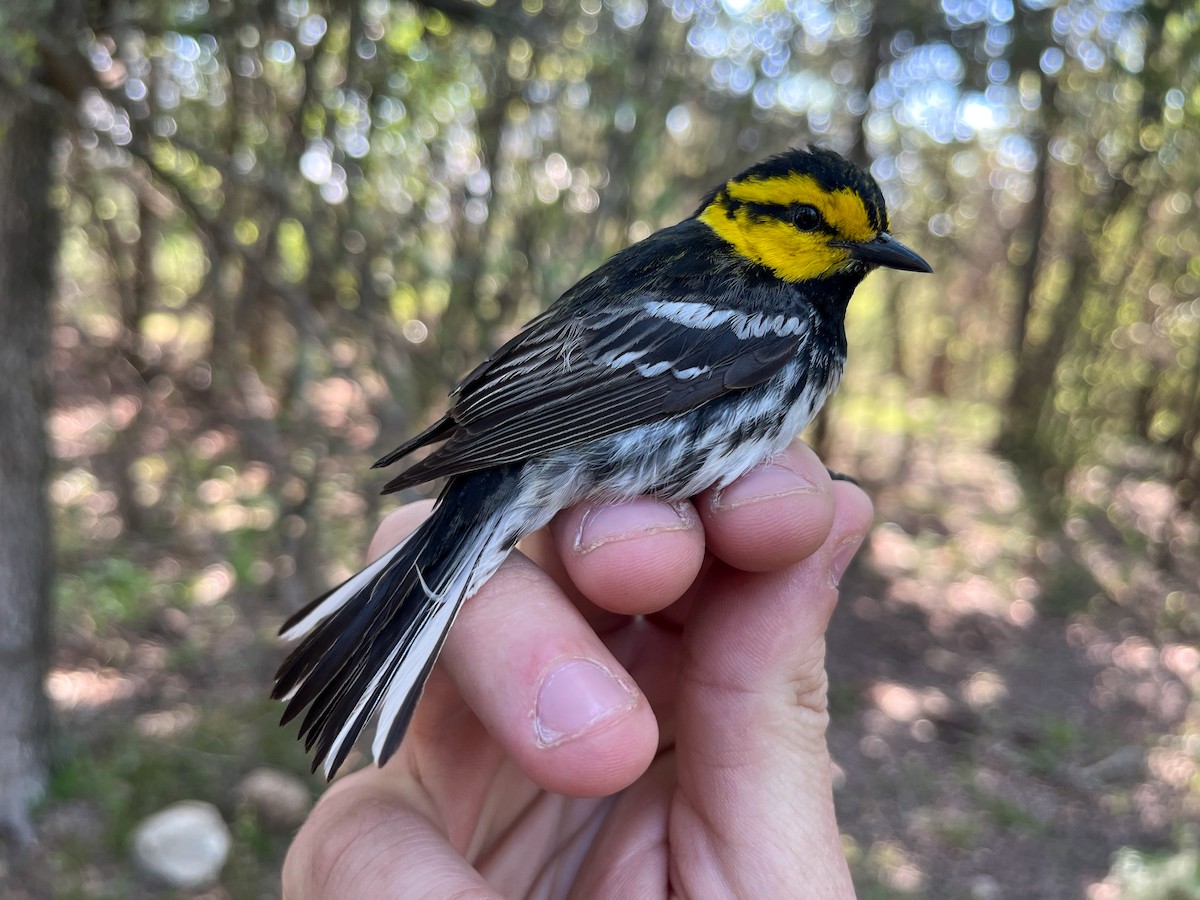 Golden-cheeked Warbler - ML626752304