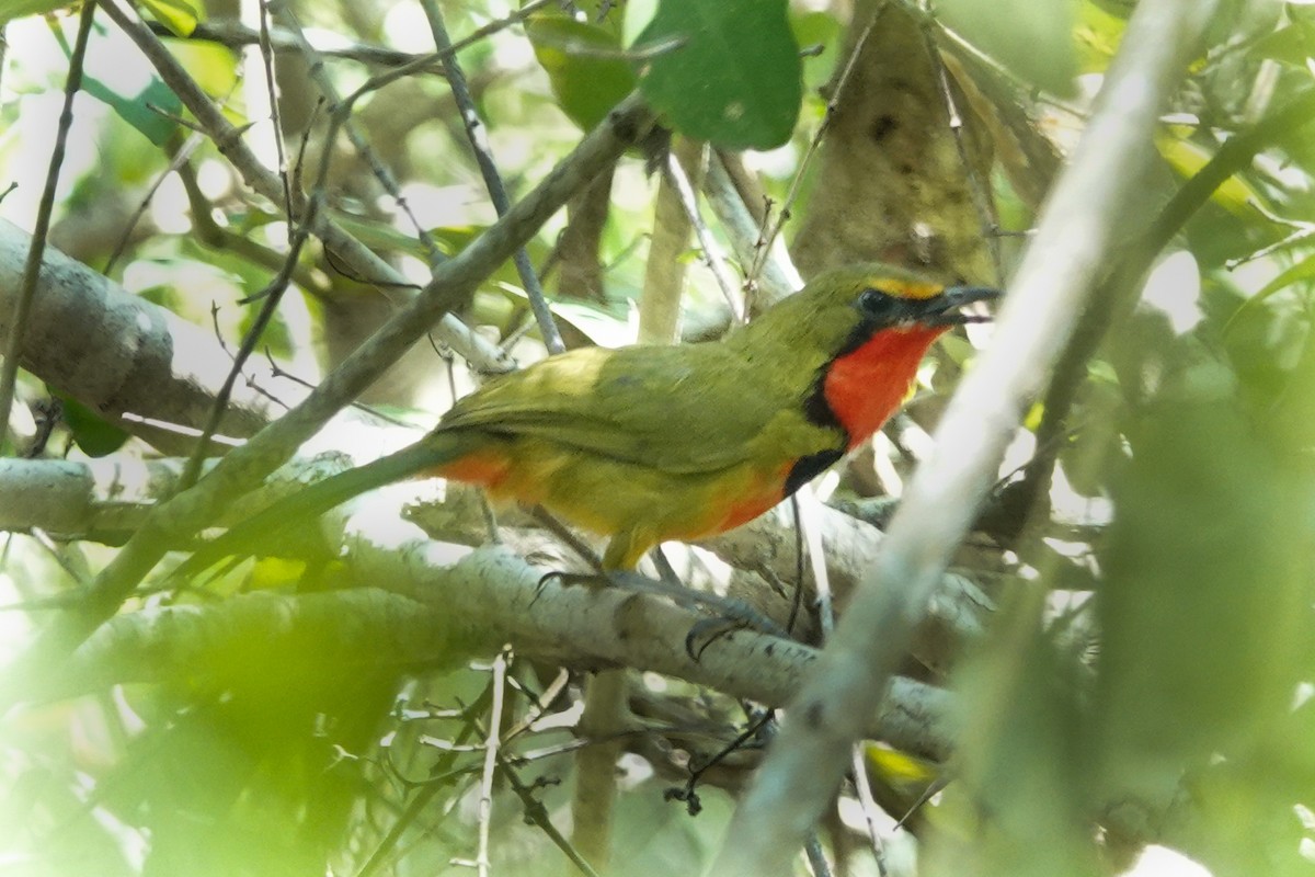 Four-colored Bushshrike - ML626752649