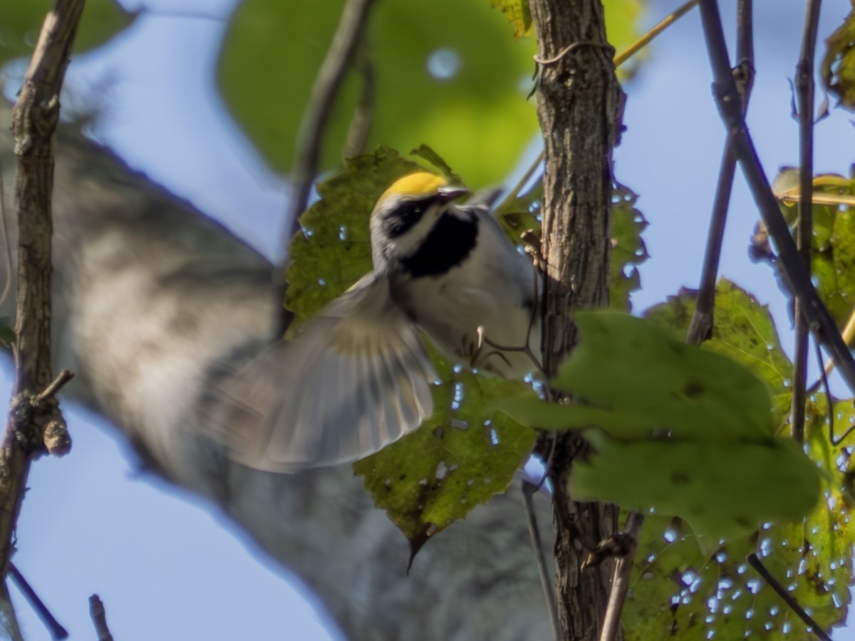 Golden-winged Warbler - ML626752657