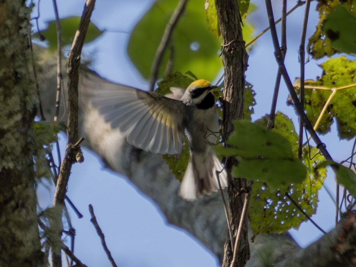 Golden-winged Warbler - ML626752658