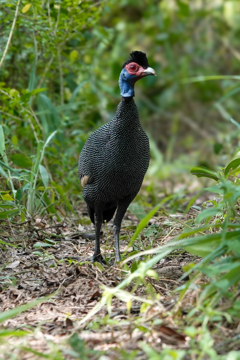 Eastern Crested Guineafowl - ML626752673