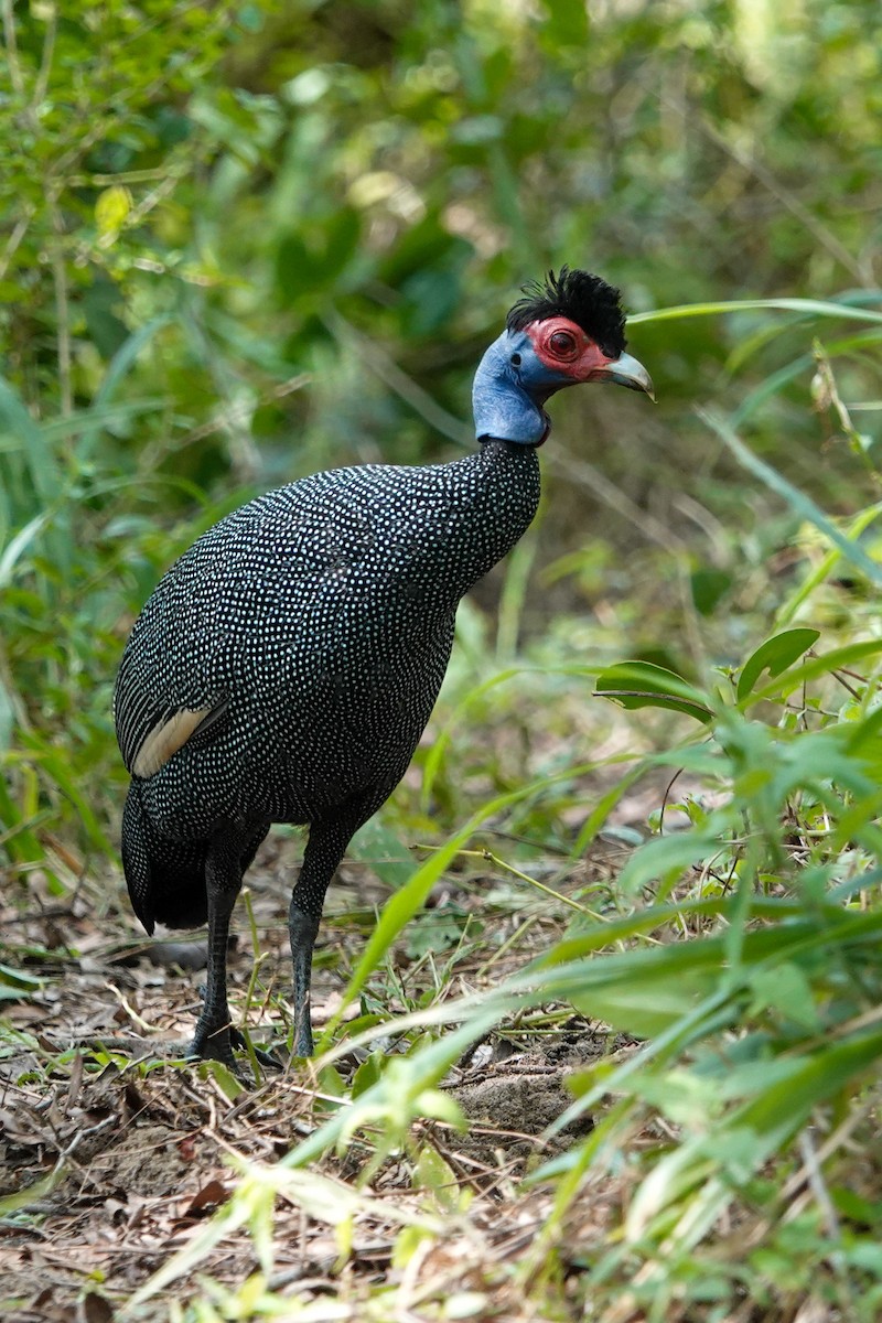 Eastern Crested Guineafowl - ML626752674
