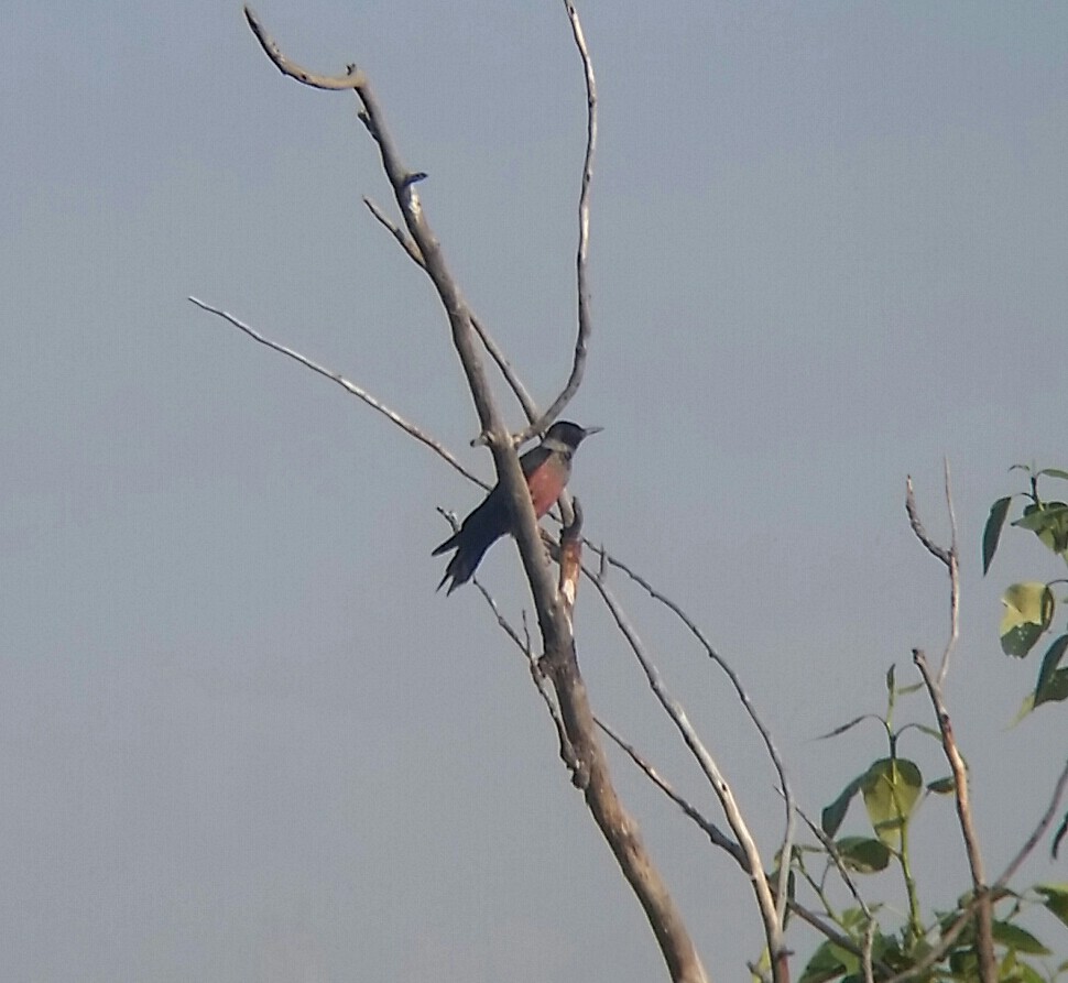 Lewis's Woodpecker - ML62675311