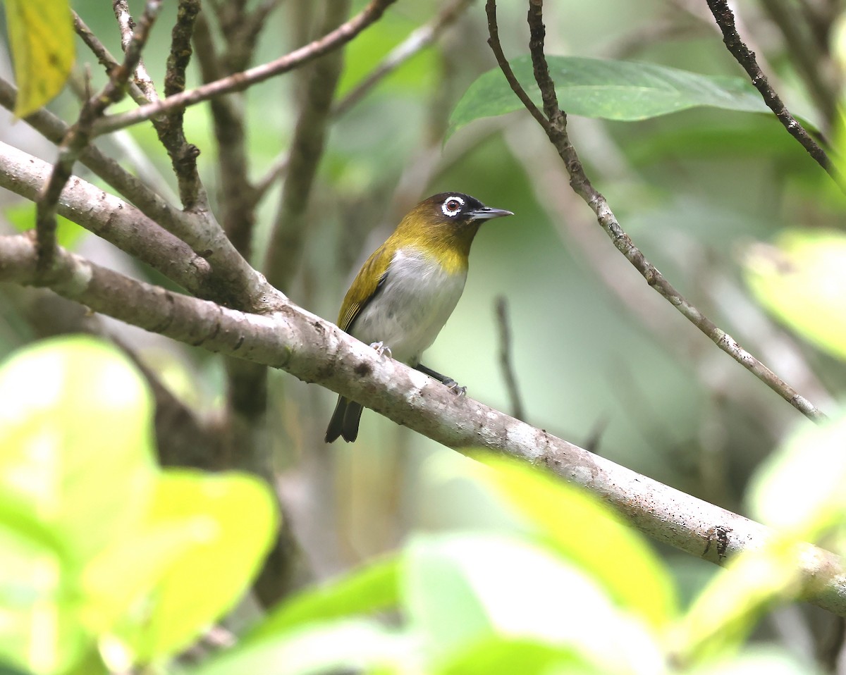 Seram White-eye - ML626753363