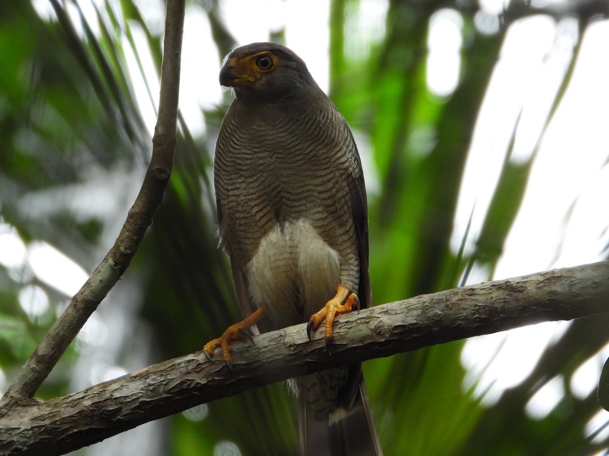 Barred Forest-Falcon - ML626753479