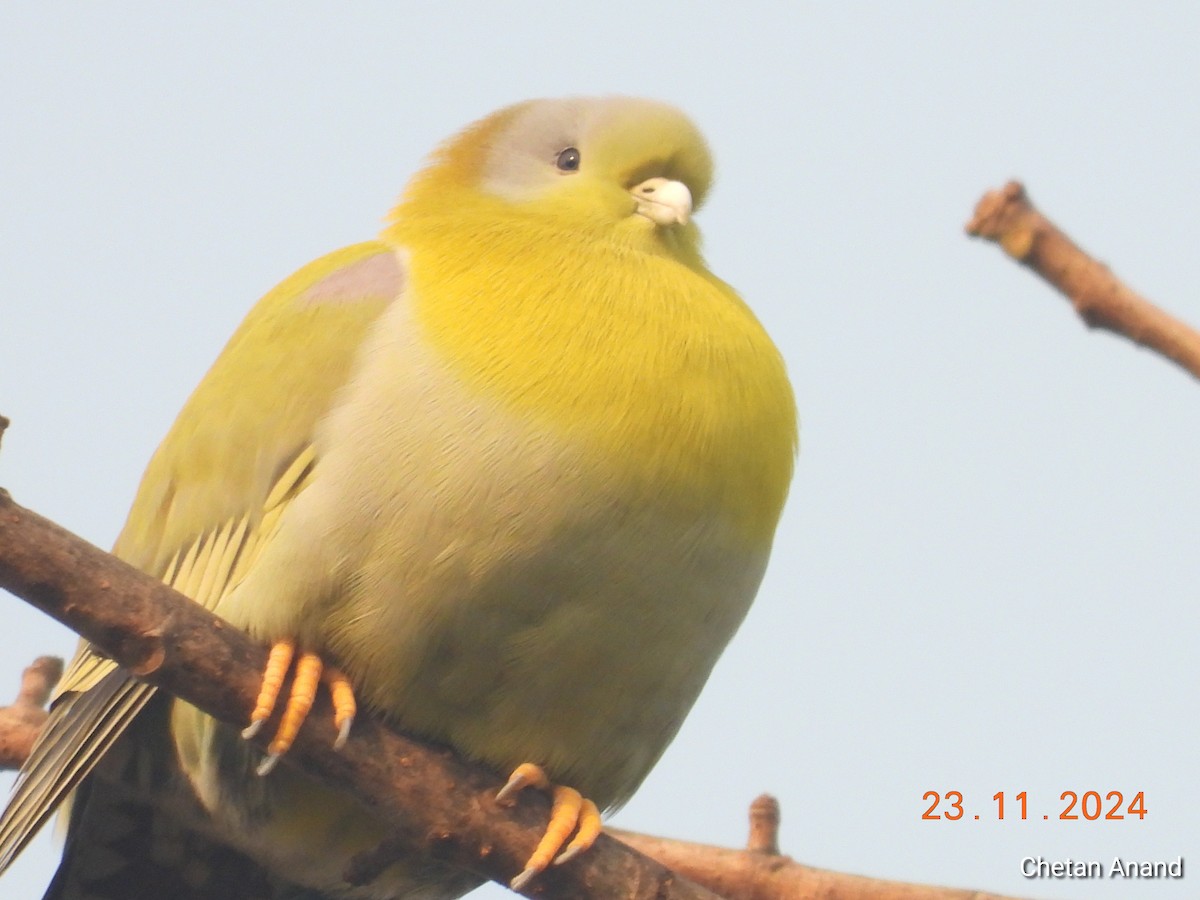 Yellow-footed Green-Pigeon - ML626753809