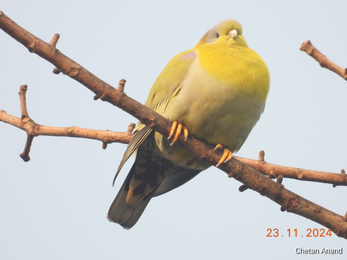 Yellow-footed Green-Pigeon - ML626753810