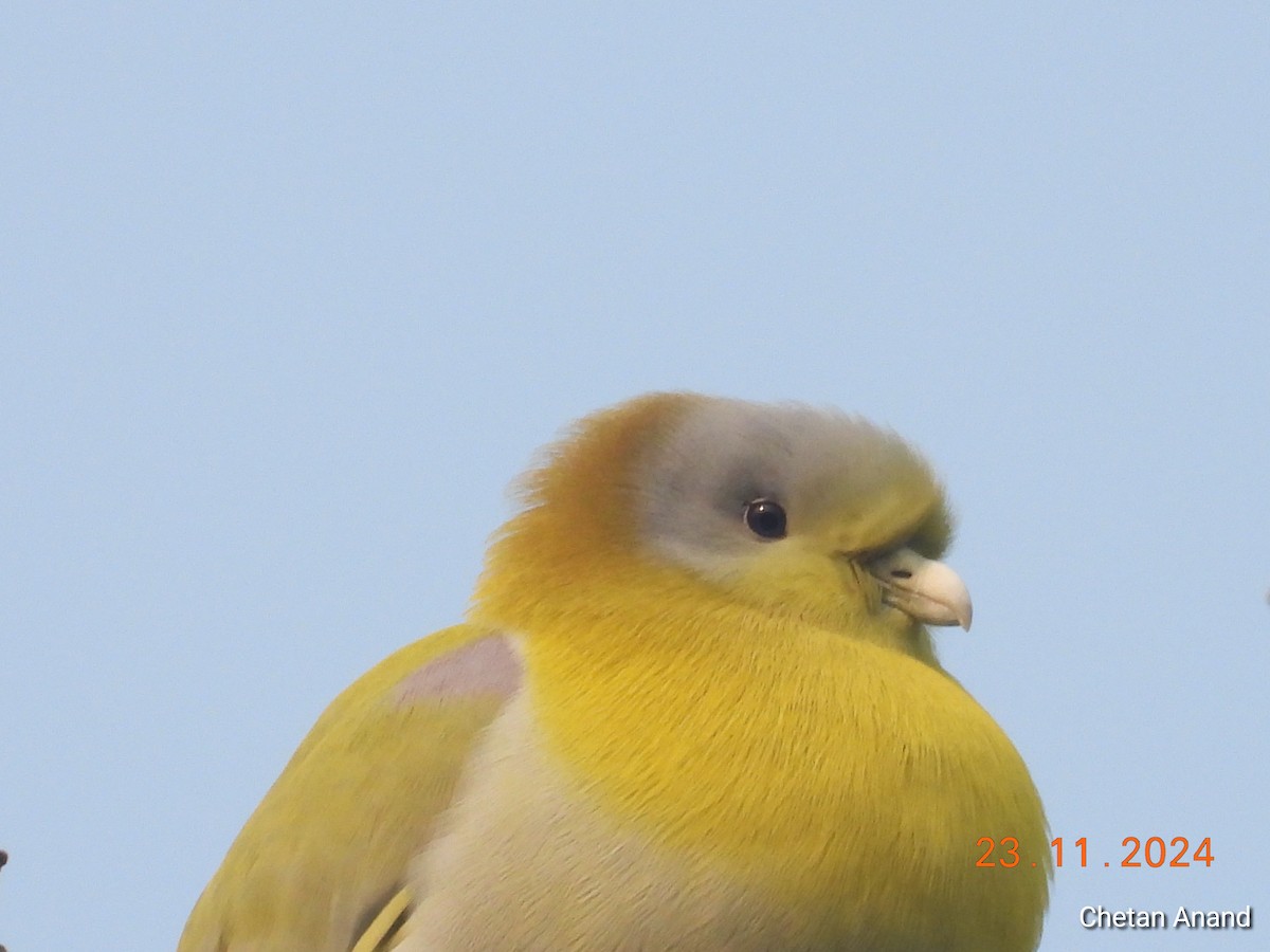 Yellow-footed Green-Pigeon - ML626753811
