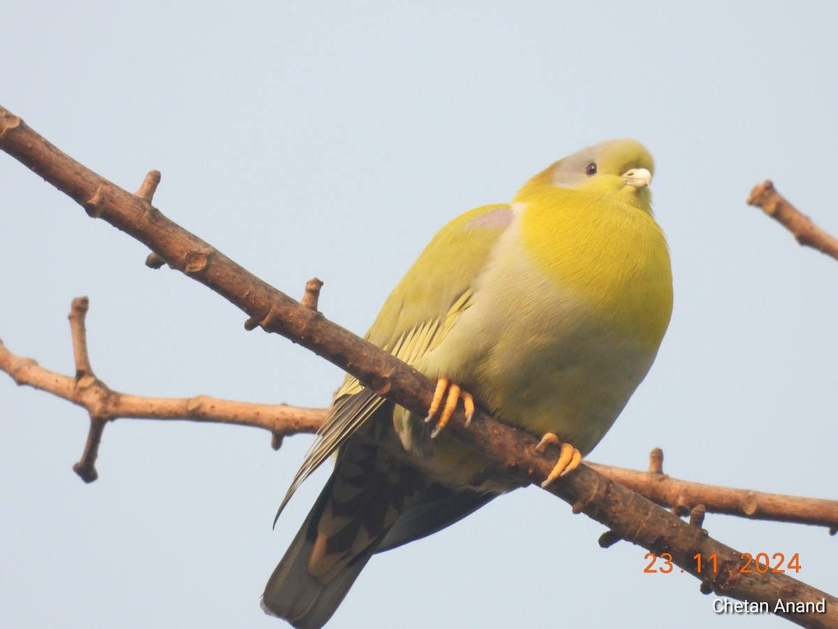 Yellow-footed Green-Pigeon - ML626753812