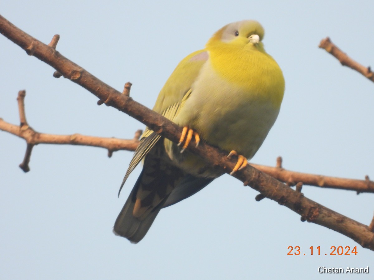 Yellow-footed Green-Pigeon - ML626753813