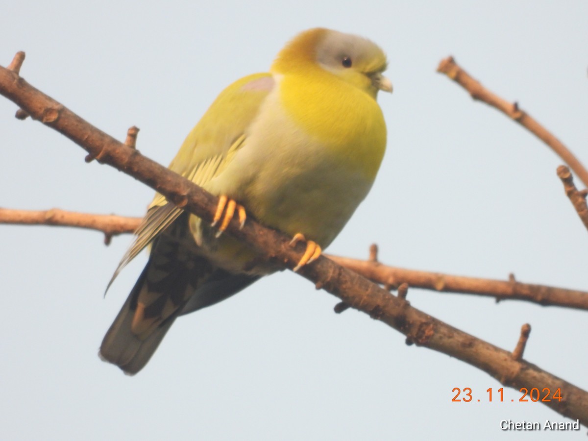 Yellow-footed Green-Pigeon - ML626753815