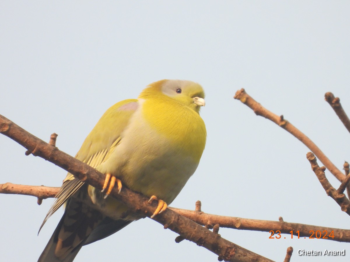 Yellow-footed Green-Pigeon - ML626753816