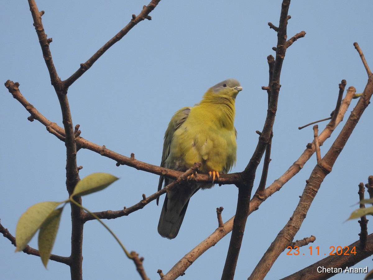 Yellow-footed Green-Pigeon - ML626753817