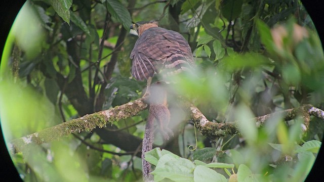 アカエリクマタカ - ML626754021