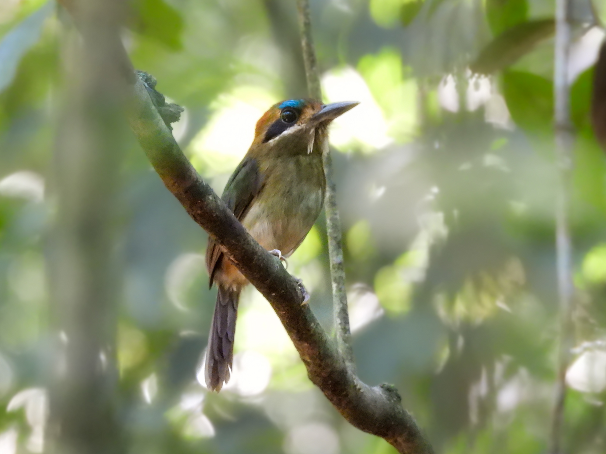 Tody Motmot - ML626754106