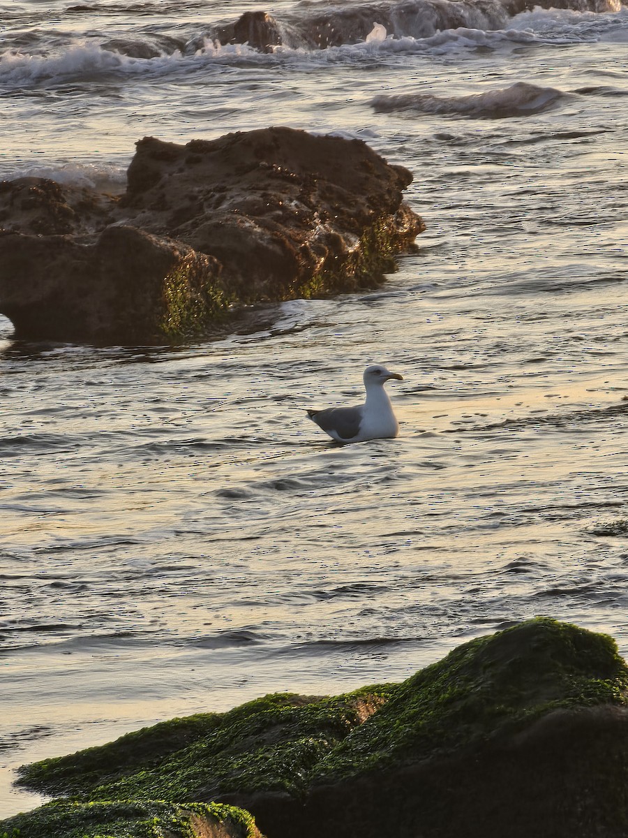 Yellow-legged Gull - ML626754117