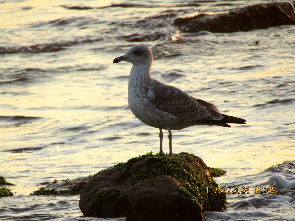 Yellow-legged Gull - ML626754122