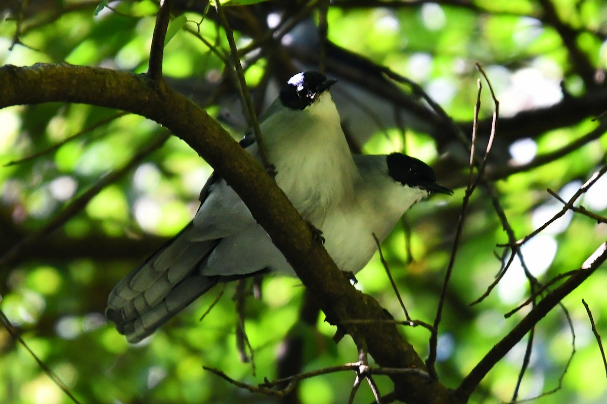 Black-headed Sibia - ML626754209