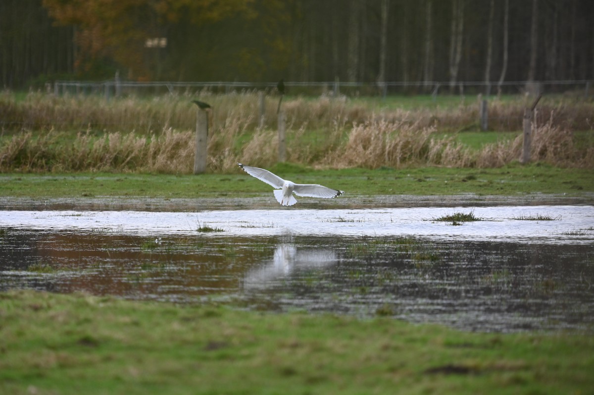 Caspian Gull - ML626754259