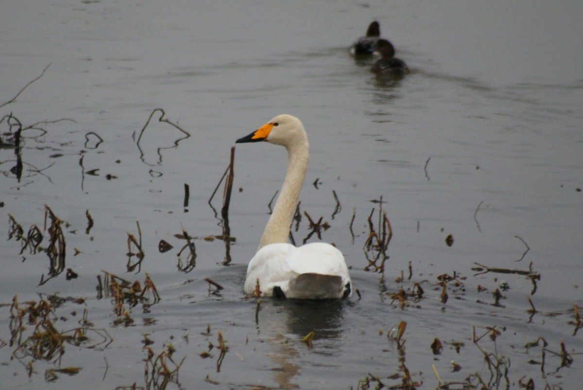 Cygne chanteur - ML626754305
