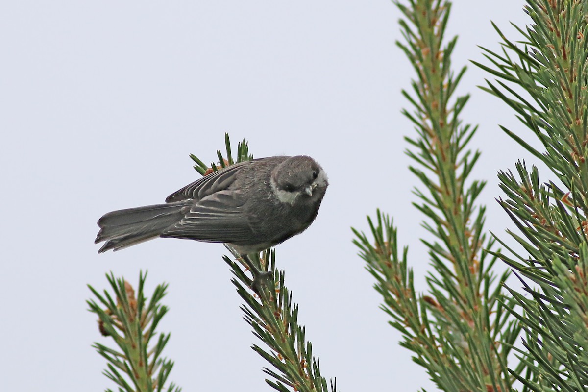 Gray-headed Chickadee - ML626754332