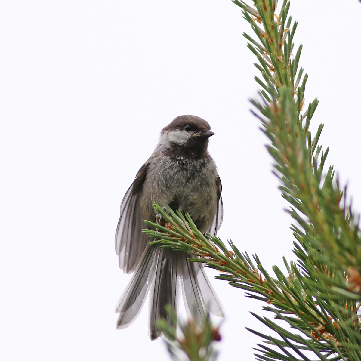 Gray-headed Chickadee - ML626754333