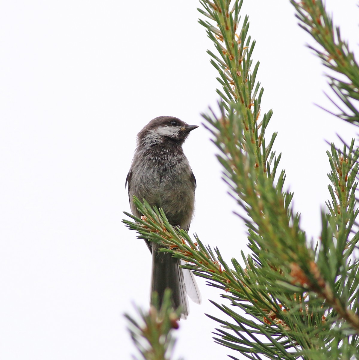 Gray-headed Chickadee - ML626754334