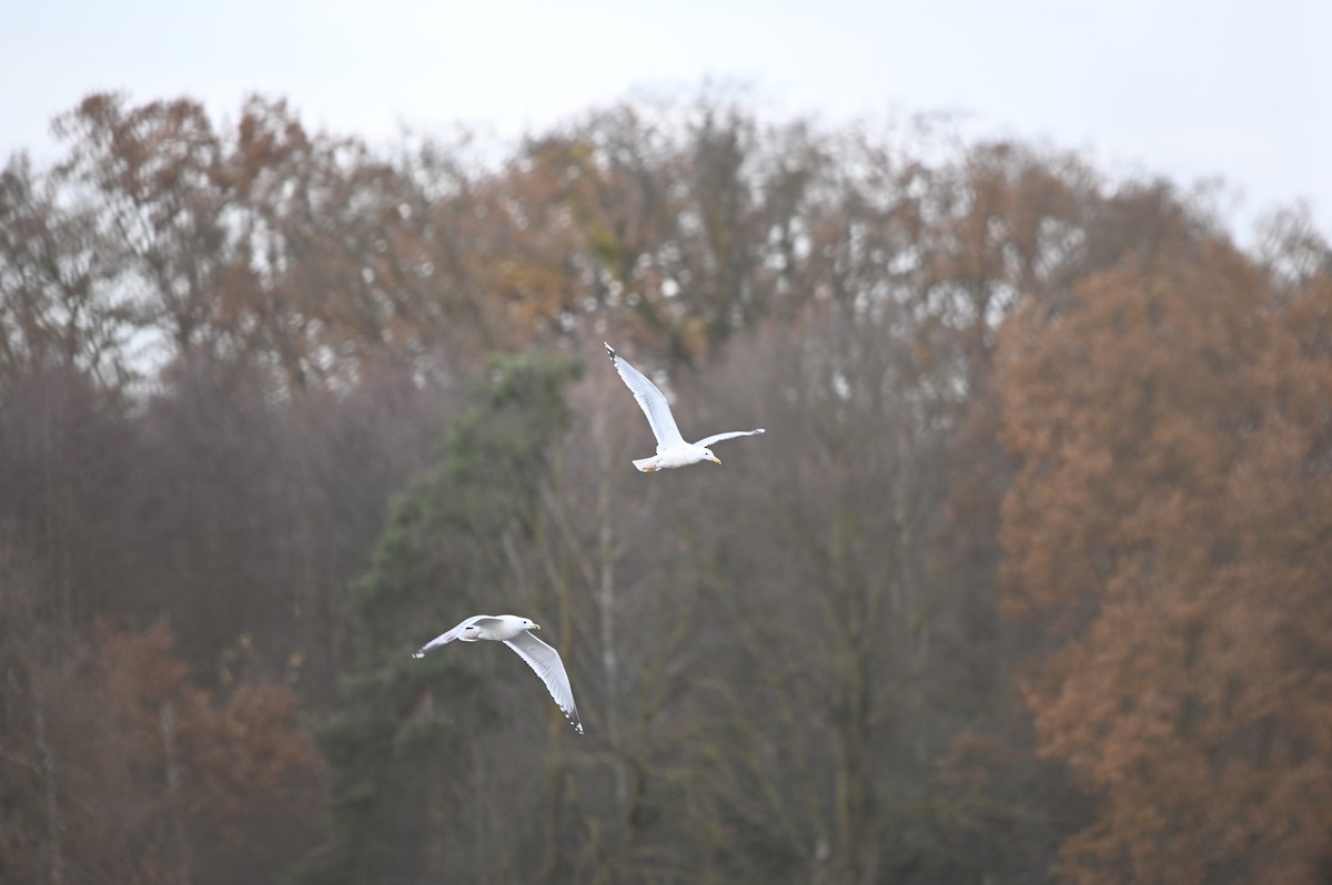 Caspian Gull - ML626754357