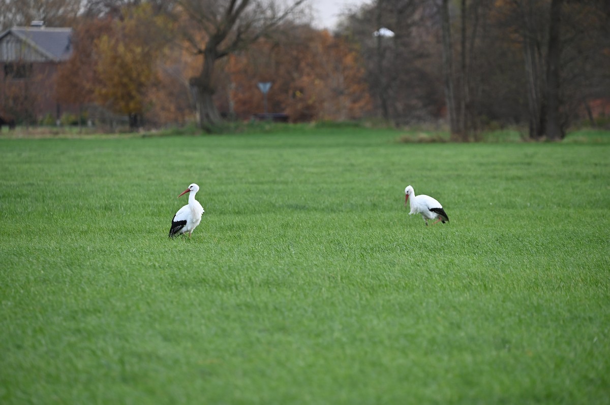 White Stork - ML626754362