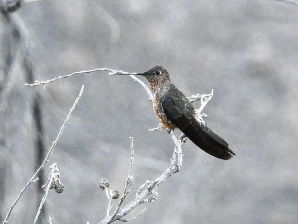 Giant Hummingbird - ML626754448