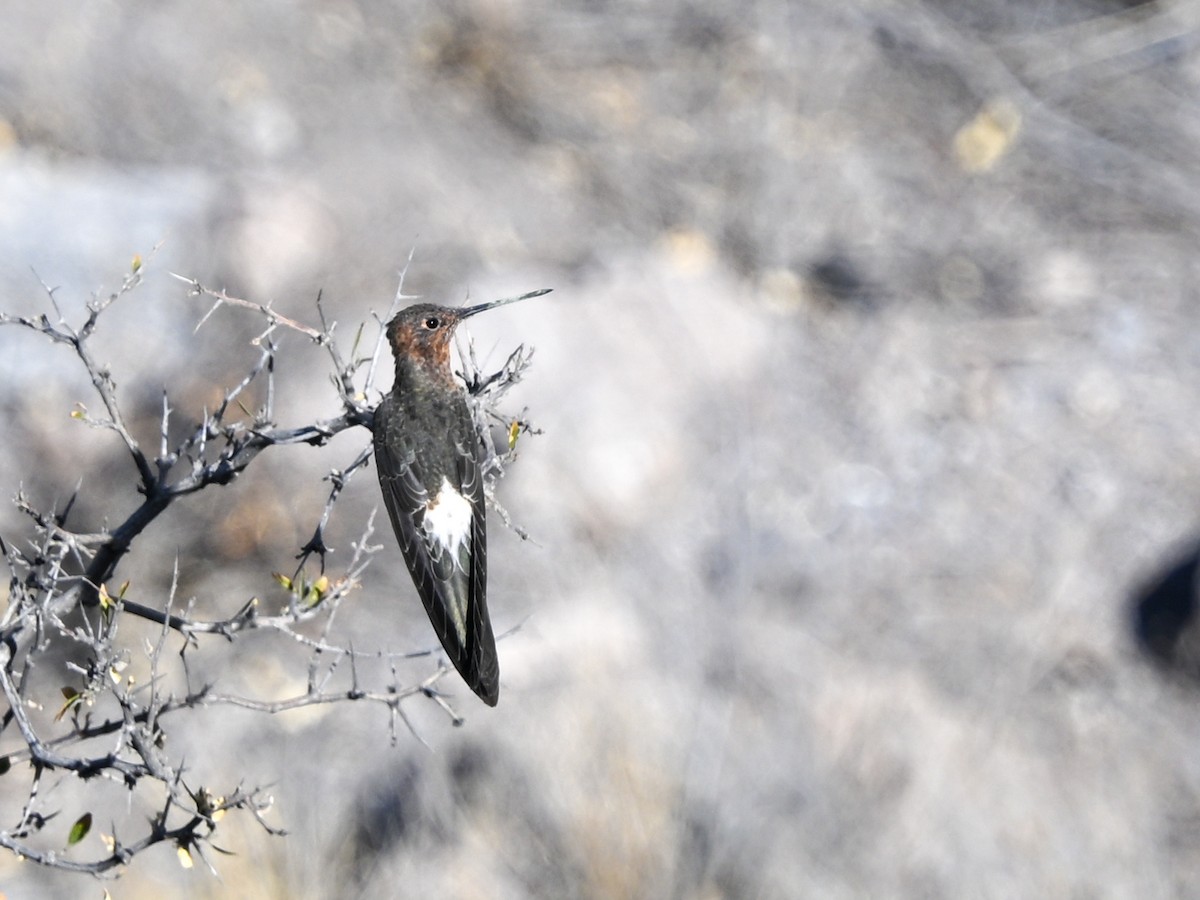 Giant Hummingbird - ML626754449