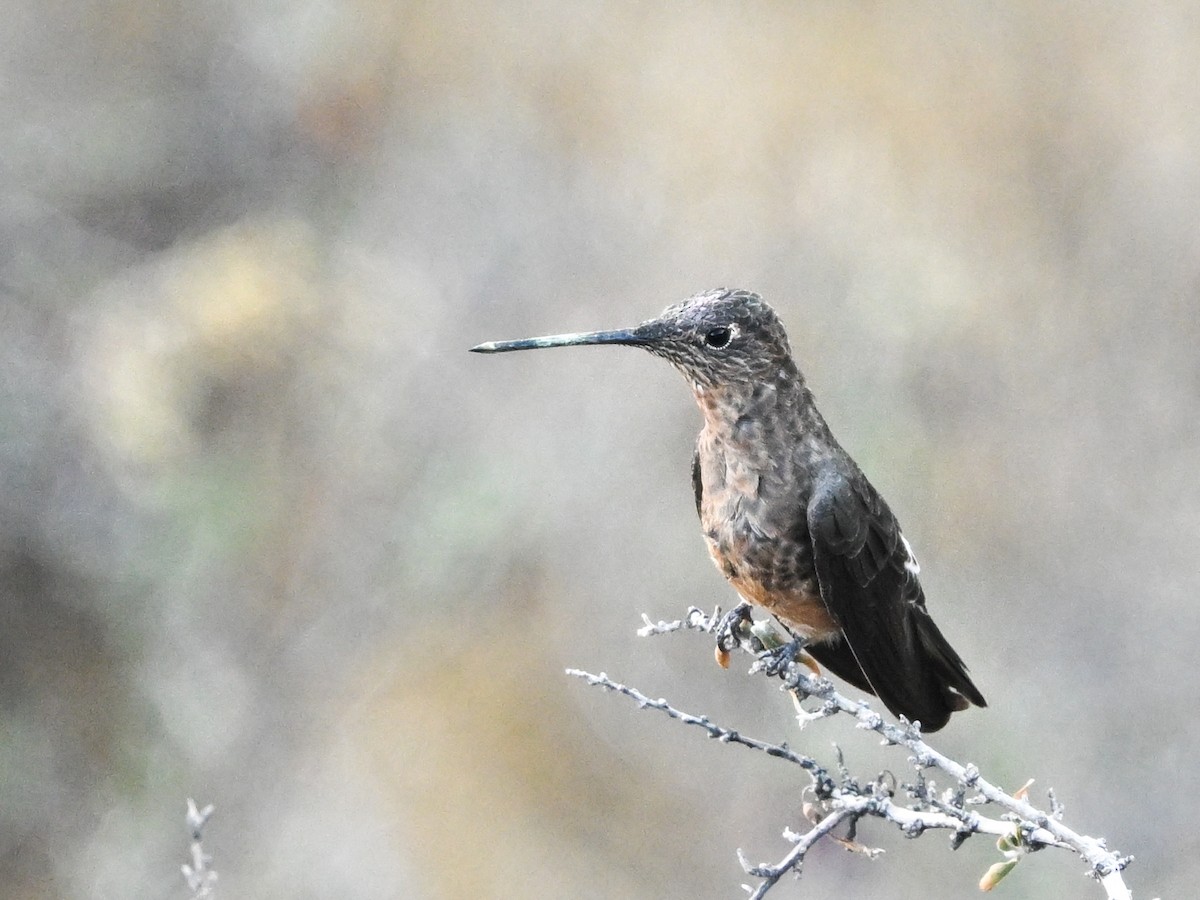 Giant Hummingbird - ML626754450