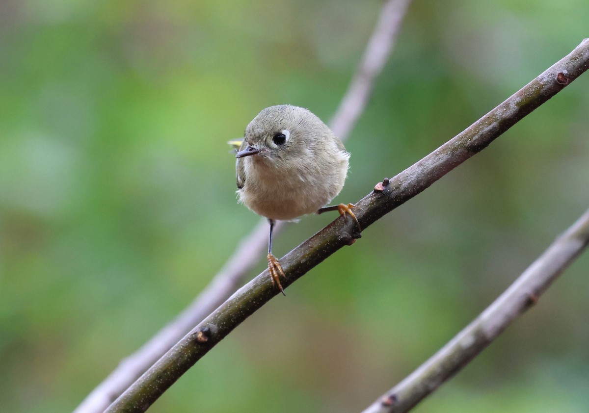Ruby-crowned Kinglet - ML626754537