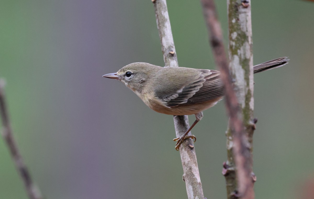 Pine Warbler - ML626754570