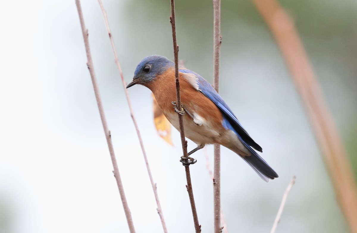 Eastern Bluebird - ML626754602