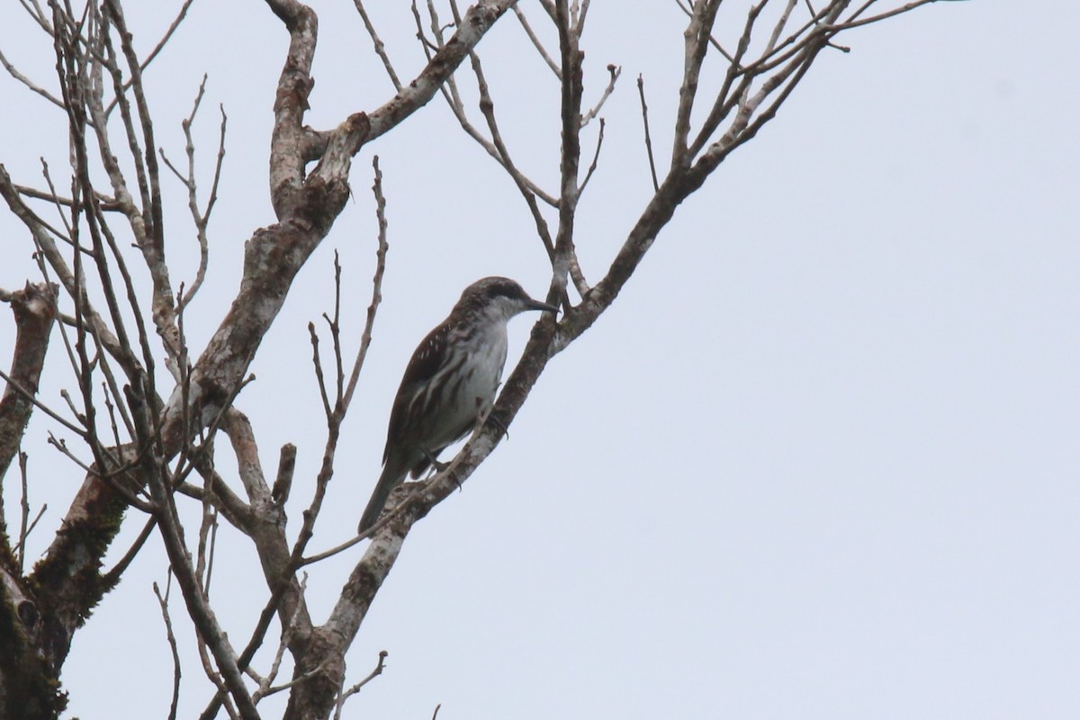 Long-billed Rhabdornis - ML626754633