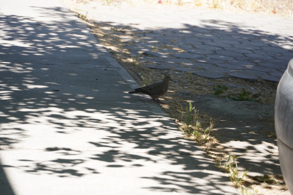 Eared Dove - ML626754807