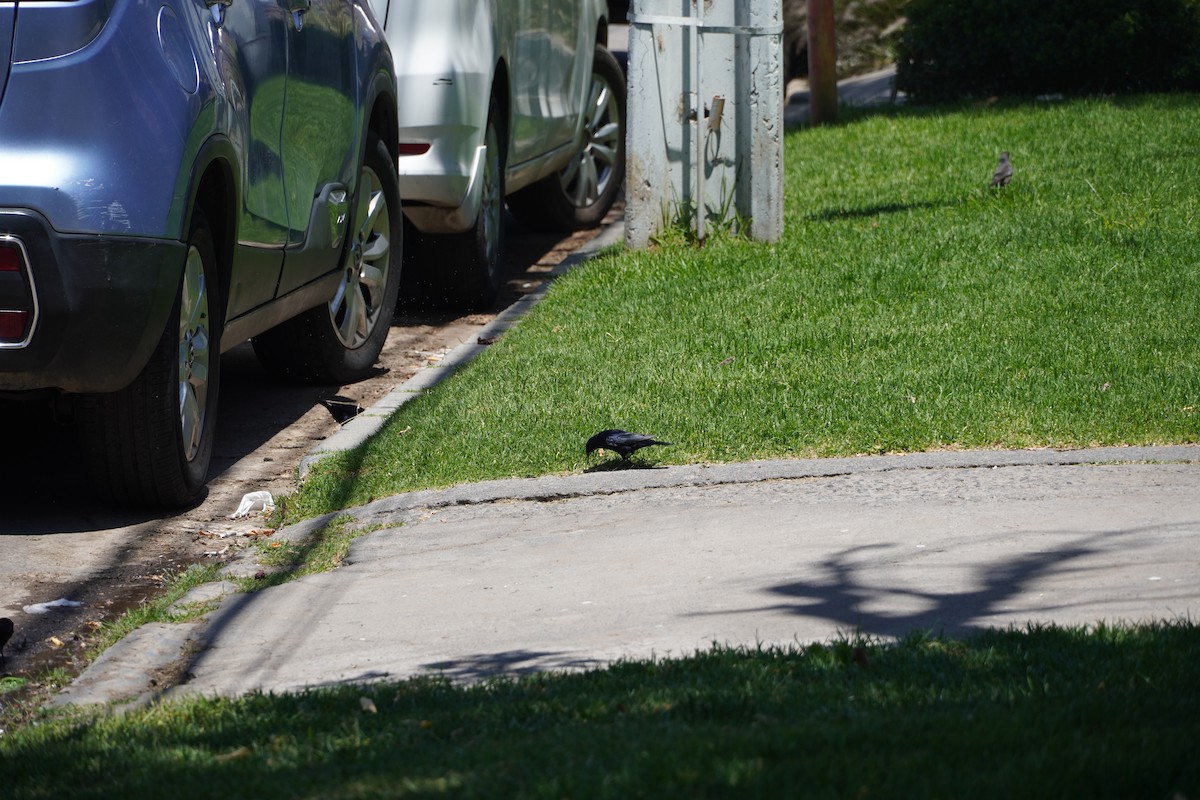 Shiny Cowbird - ML626754824
