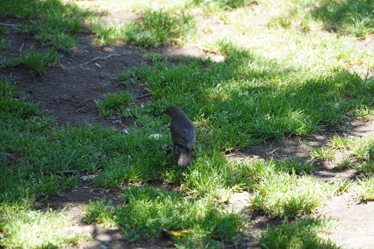 Shiny Cowbird - ML626754825